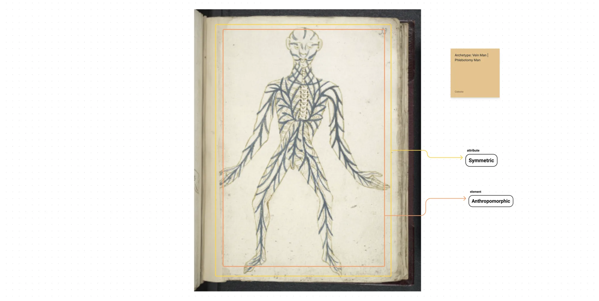 A manuscript drawing of a human figure showing the veins, annotated with the labels Symmetric and Anthropomorphic.