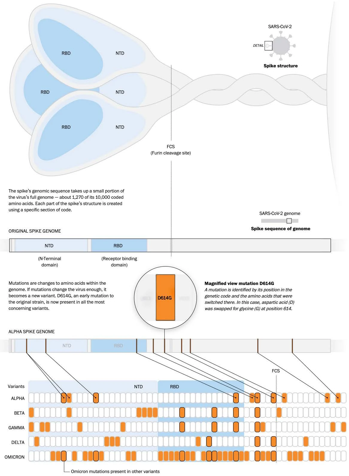 Diagram of the SARS-CoV-2 spike protein and a genome map of mutations across the Alpha, Beta, Gamma, Delta and Omicron variants.